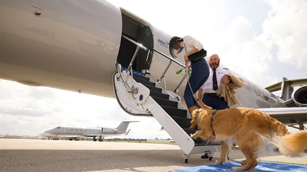 BARK Air launching this month, offering costly ‘white paw experience’ for dogs and their owners